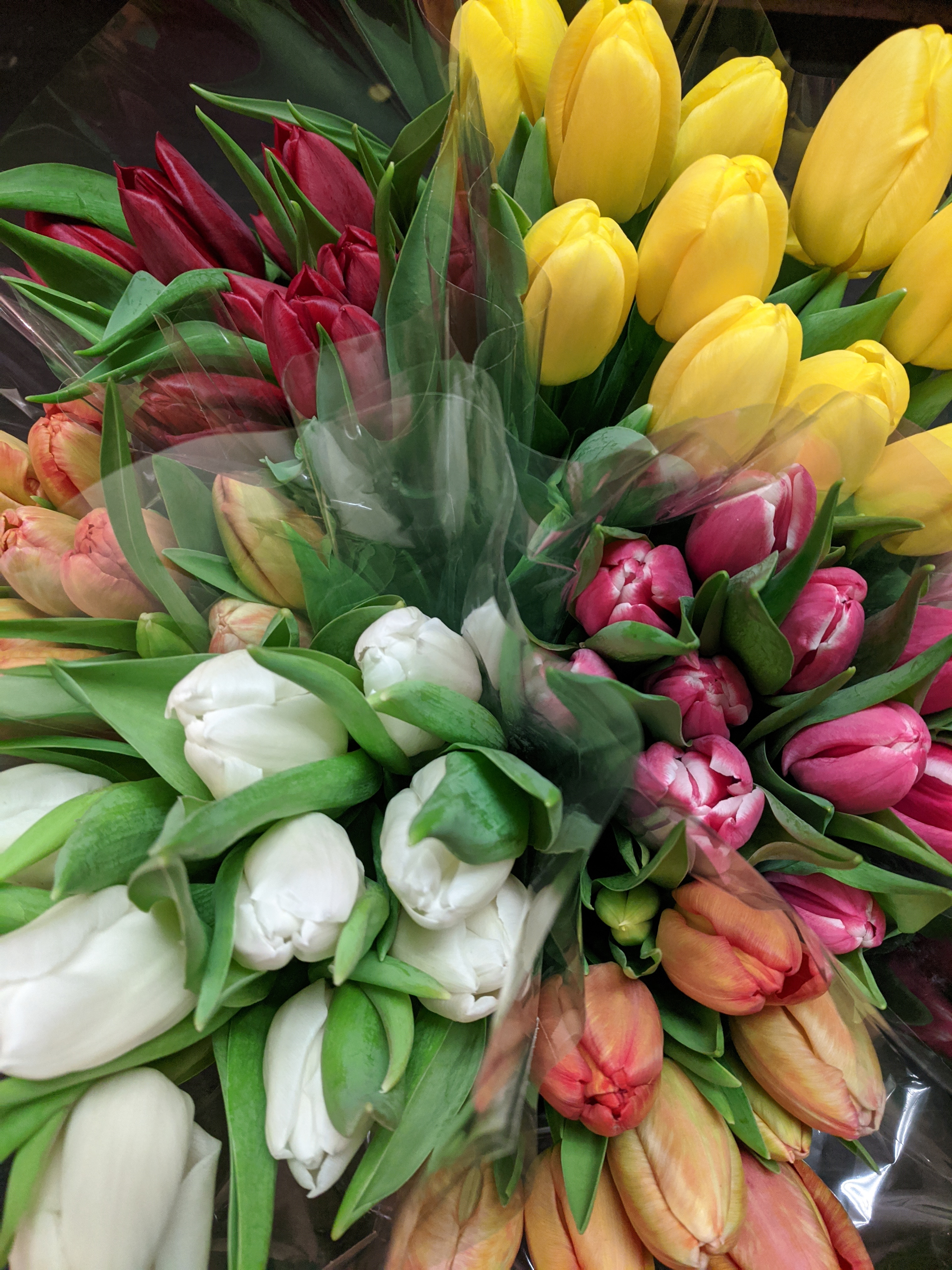 Spring Bloom